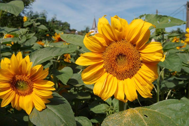 Pension Auf Der Olk Mit Roepertsmuehle Veldenz Esterno foto