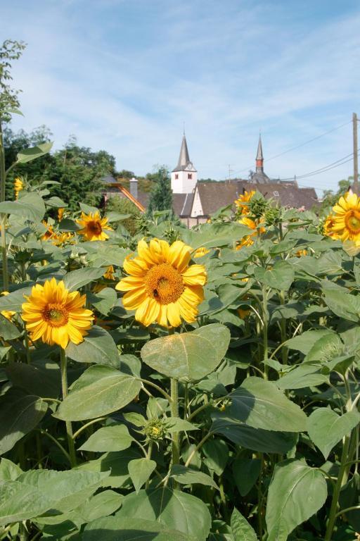 Pension Auf Der Olk Mit Roepertsmuehle Veldenz Esterno foto